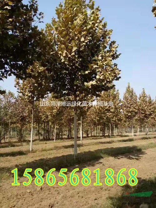 供應(yīng)10公分法桐  15公分法桐 18公分法桐