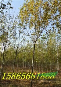 低價處理6公分白蠟 8公分白蠟 10公分白蠟