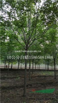 低價處理6公分白蠟 8公分白蠟 10公分白蠟