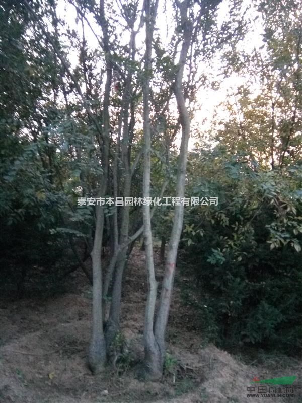 叢生樸樹，泰安叢生樸樹泰安市本昌園林泰安樸樹