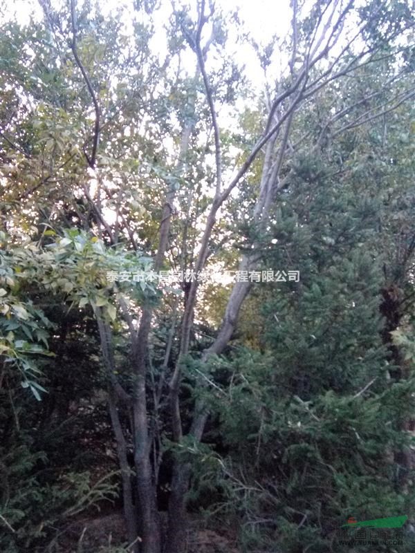 叢生樸樹，泰安叢生樸樹泰安市本昌園林泰安樸樹
