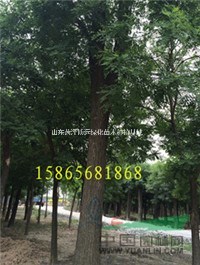 山東地區(qū)20公分國槐  30公分國槐 40公分國槐價(jià)格是多少