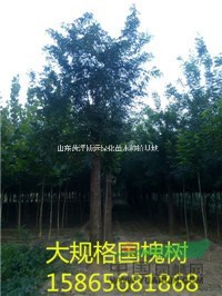 山東地區(qū)20公分國槐  30公分國槐 40公分國槐價(jià)格是多少
