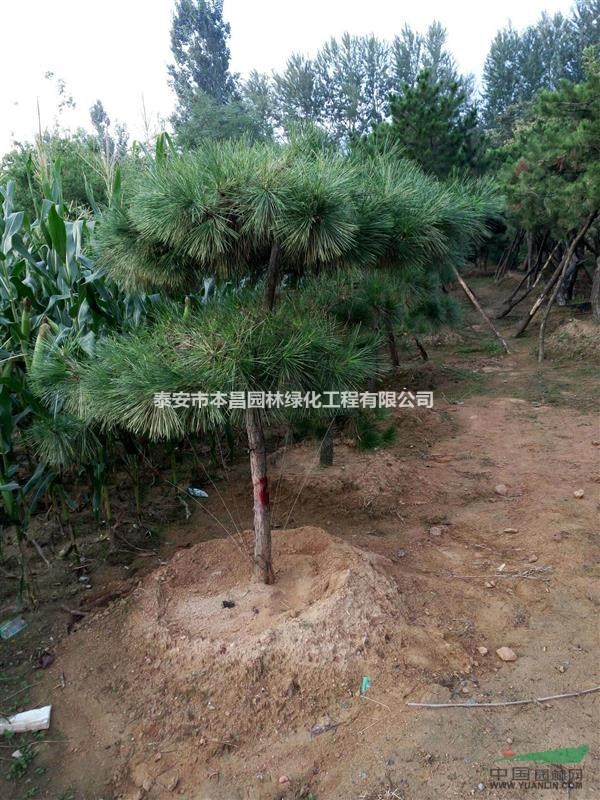 造型油松，造型黑松10-50公分景松 泰安市本昌园林绿化工程有限公司
