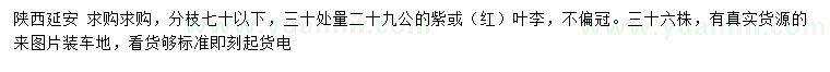 求購30處量29公分紫（紅）葉李
