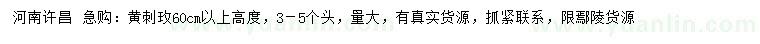 求購高度60公分以上黃刺玫