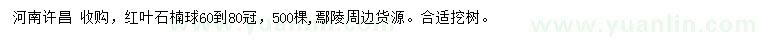 求購冠幅60-80公分紅葉石楠球