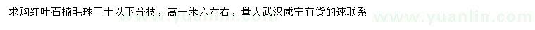 求購高1.6米左右 紅葉石楠毛球