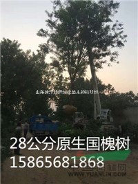 菏澤地區(qū)我有20公分優(yōu)質(zhì)國槐樹數(shù)量大