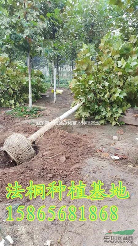 要想在采購10公分法桐過程上貨速度快就到這來