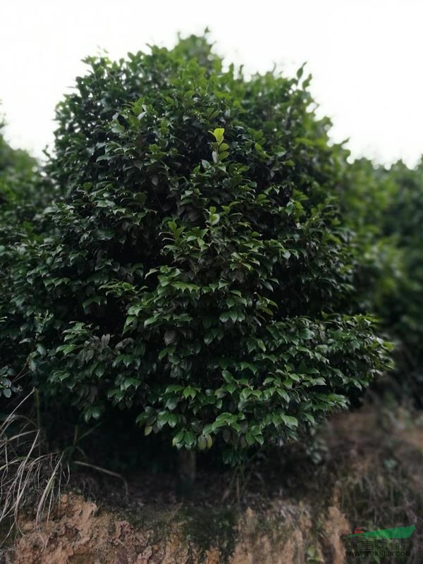 四川高縣華藝園林有限公司