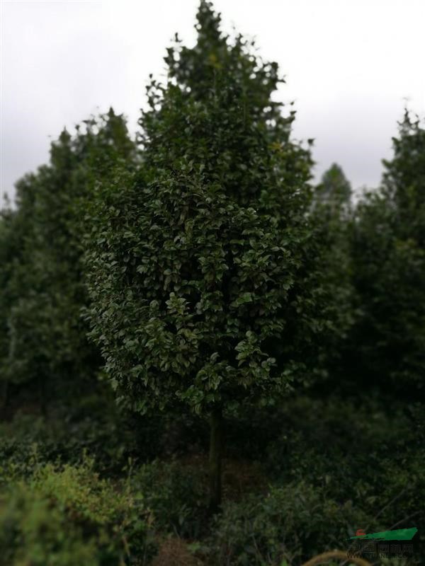 四川高縣華藝園林有限公司