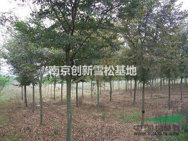 樸樹價格/原生樸樹價格/野生樸樹價格