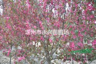 红叶小檗价格，8/0-100公分红叶小檗球，红叶小檗直销