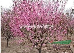 红叶小檗价格，8/0-100公分红叶小檗球，红叶小檗直销