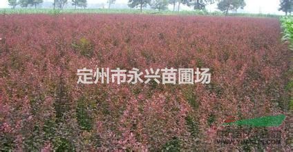 红叶小檗价格，8/0-100公分红叶小檗球，红叶小檗直销