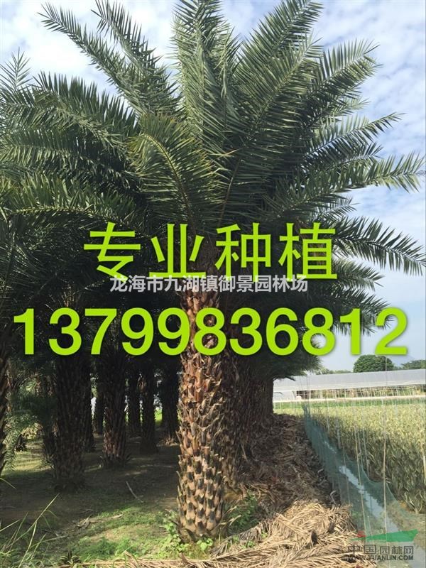 福建中东海枣基地 福建中东海枣价格 福建中东海枣报价 