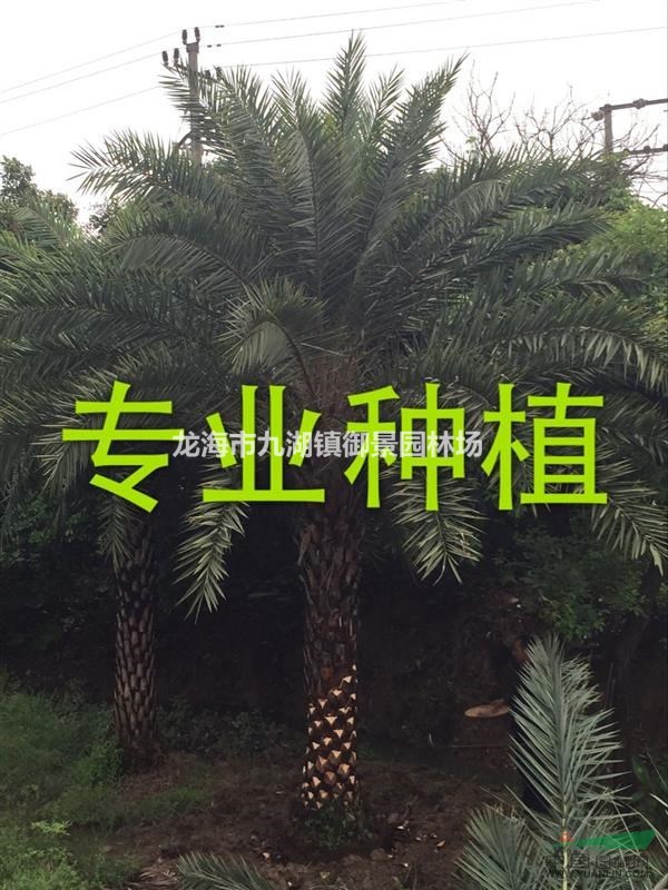 中东海枣3米杆