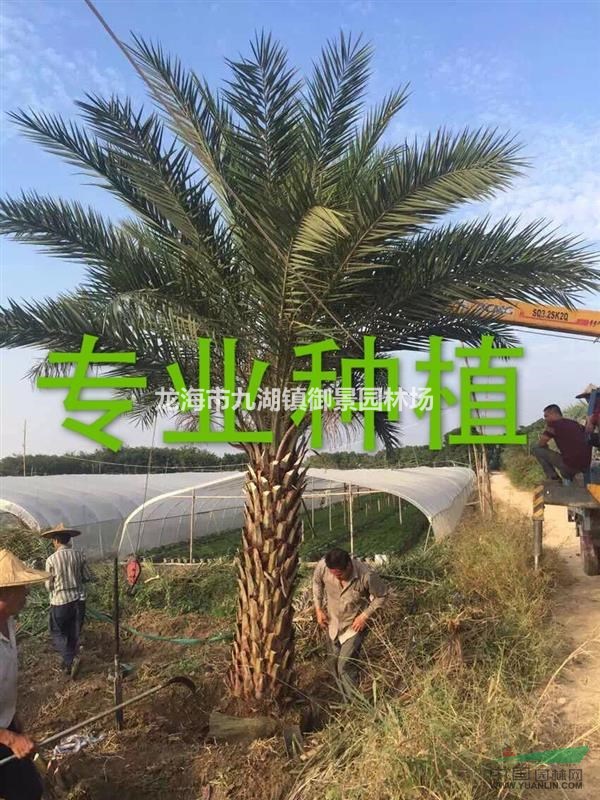中东海枣的基本信息