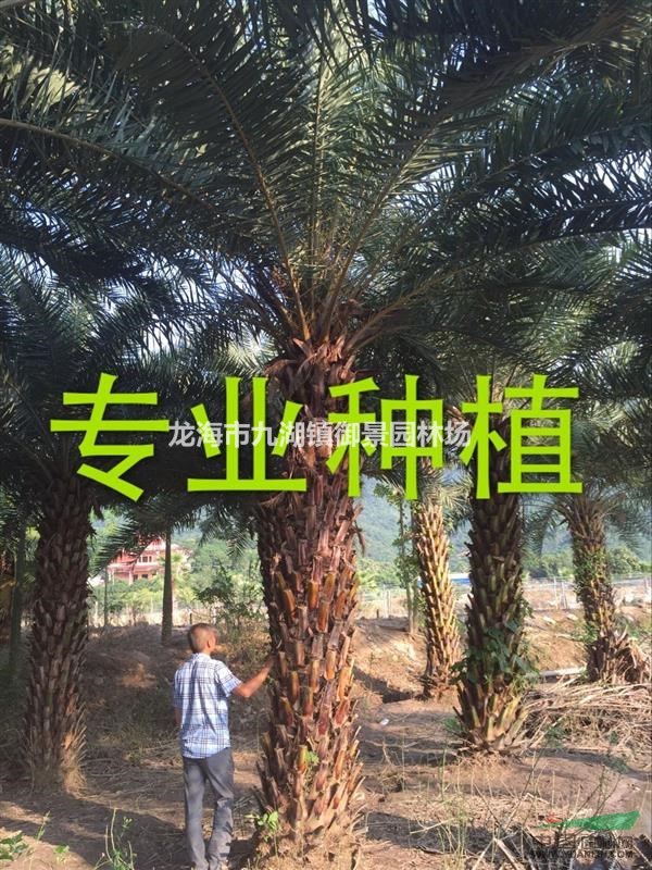 中东海枣的虫害防治