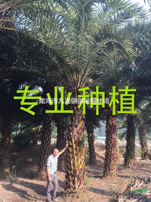 福建中东海枣 中东海枣价格 中东海枣介绍 中东海枣种植