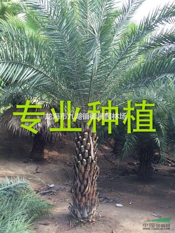银海枣哪里多？ 银海枣原产地？ 银海枣哪里便宜？ 