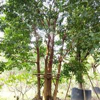 重陽木 福建重陽木 供應各種綠化苗木