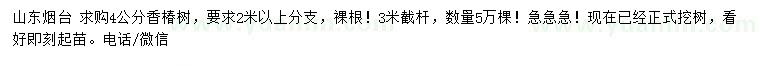求購4公分香椿樹