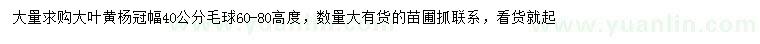 求購高60-80公分大葉黃楊