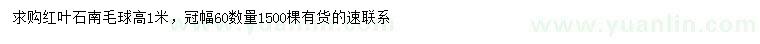 求購高1米紅葉石楠毛球