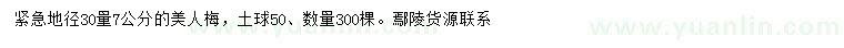 求購30量7公分美人梅