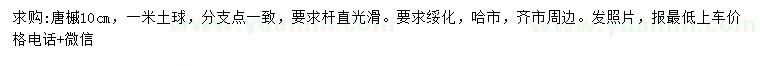 求購10公分糖槭