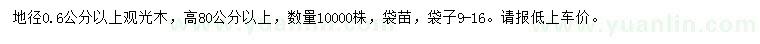 求購地徑0.6公分以上觀光木