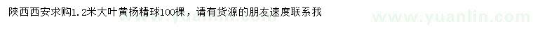 求購1.2米大葉黃楊精球