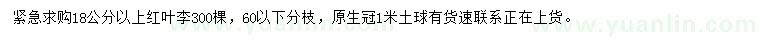 求購18公分以上紅葉李