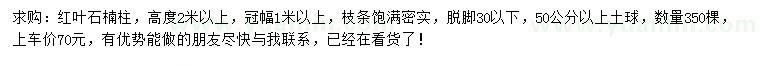 求購高度2米以上紅葉石楠柱