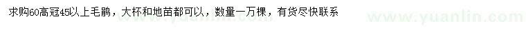 求購高60公分毛鵑
