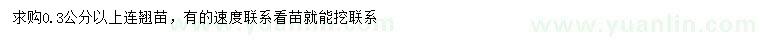 求購0.3公分以上連翹苗