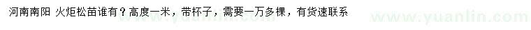 求購高度1米火炬松苗