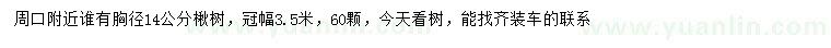 求購胸徑14公分楸樹