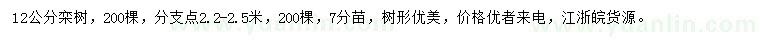 求購12公分欒樹