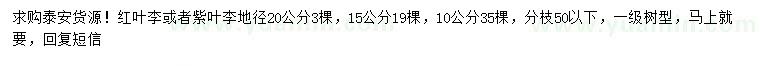 求購地徑10、15、20公分紅葉李或者紫葉李