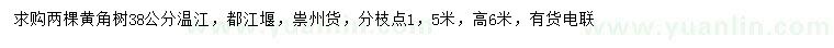 求購38公分黃角樹