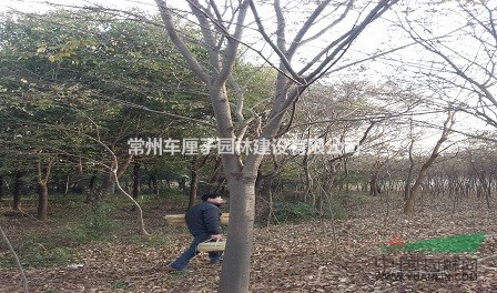 供應(yīng)各類規(guī)格大小櫸樹！??！