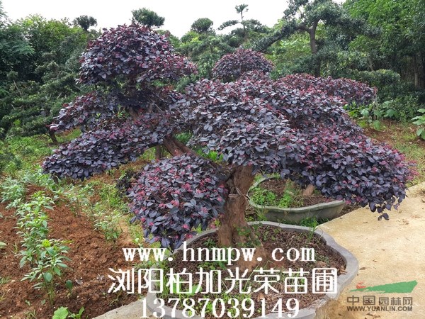 紅繼木造型紅繼木古樁造型紅繼木造型盆景