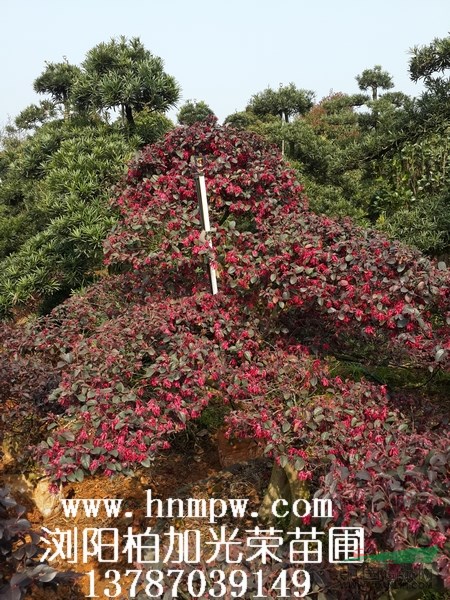 紅繼木造型紅繼木古樁造型紅繼木造型盆景