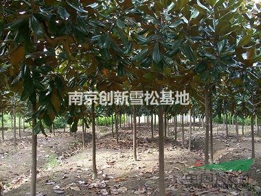 冠名“南京”的廣玉蘭價格/南京廣玉蘭價格-南京創(chuàng)新苗木基地