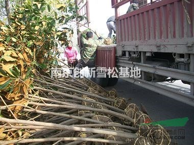 冠名“南京”的廣玉蘭價格/南京廣玉蘭價格-南京創(chuàng)新苗木基地