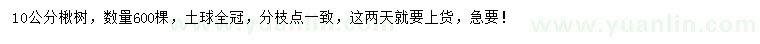 求購10公分楸樹