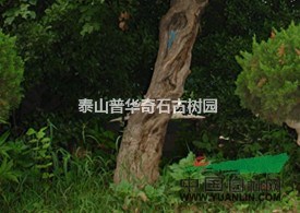 百年丁香 古丁香 直徑30丁香